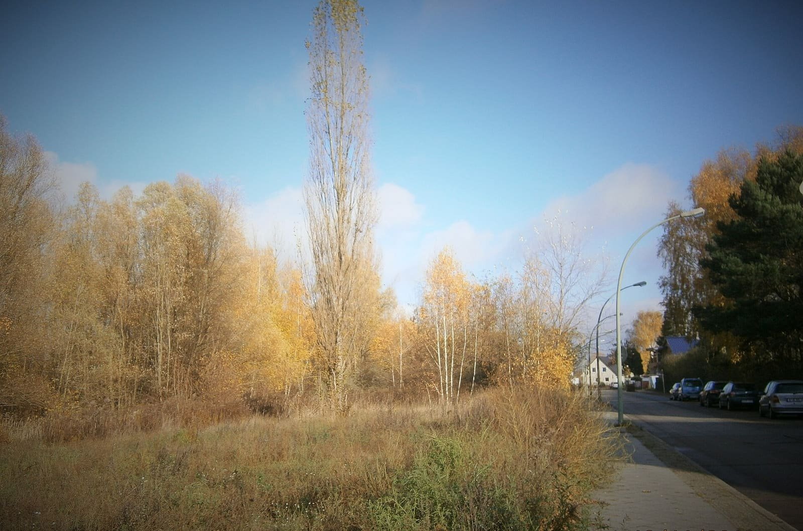 Colour photo: a strip of rough grass, birches and a tall poplar in autumn colours runs beside a quiet residential street with parked cars and lamp posts.