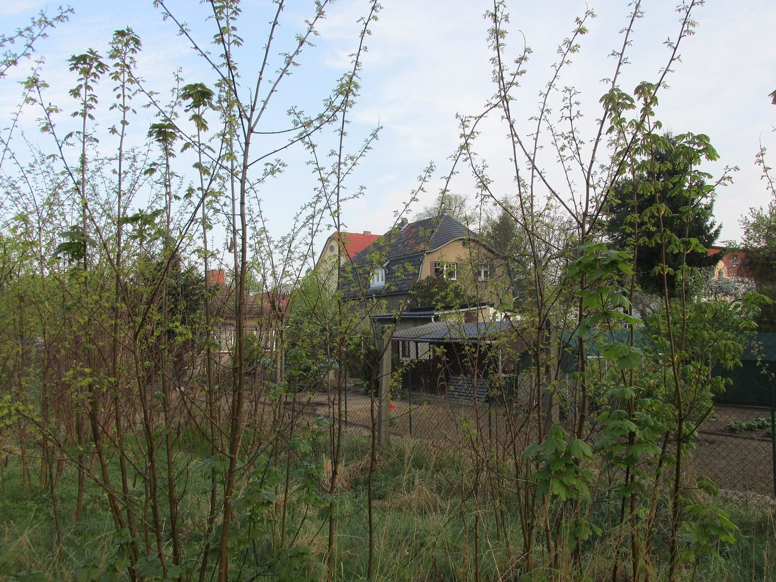 A quiet wooded strip of land where the border fortifications once stood