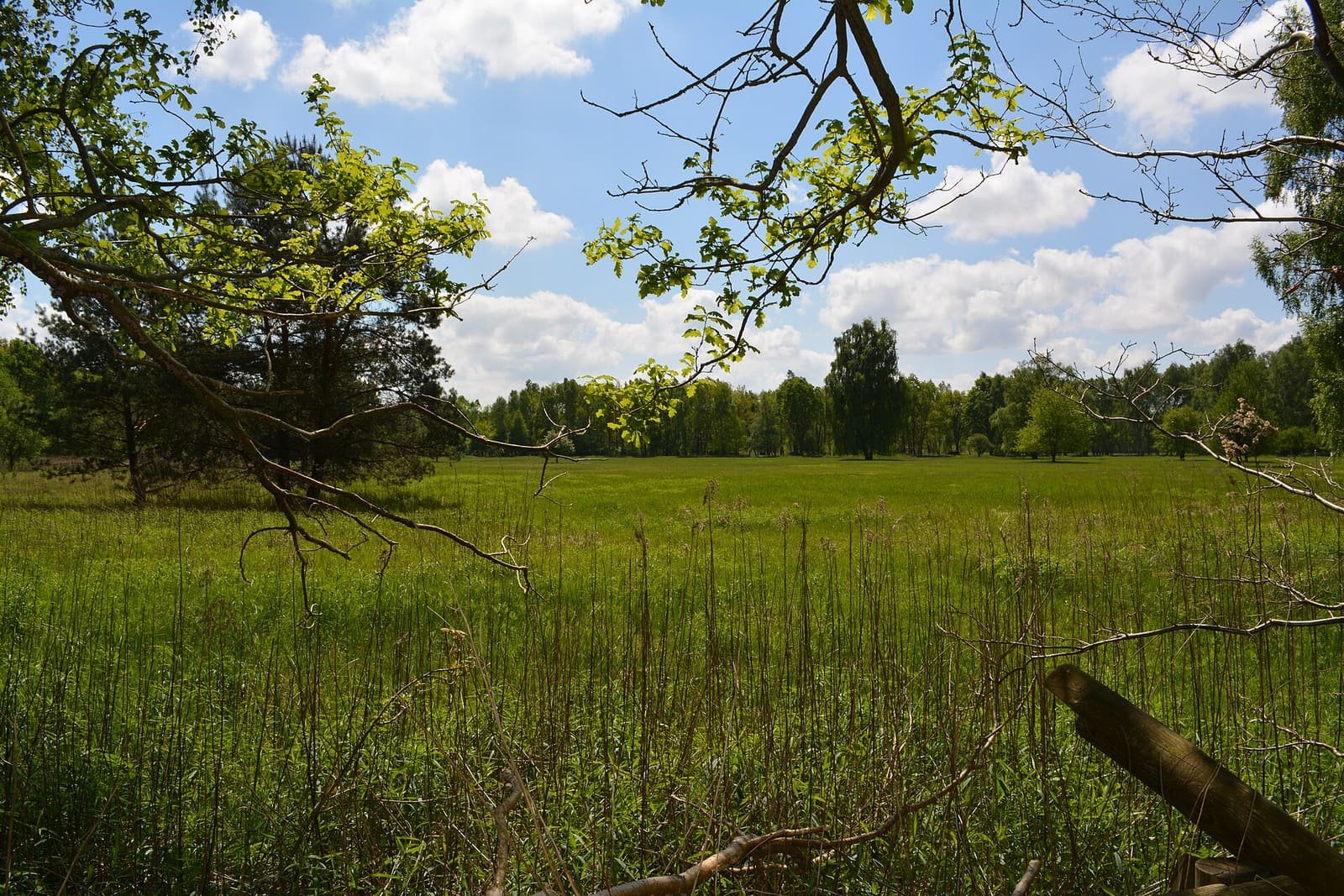Colour photo: a broad green meadow with tall grass, framed by overhanging branches, with a line of trees under a blue sky with white clouds.