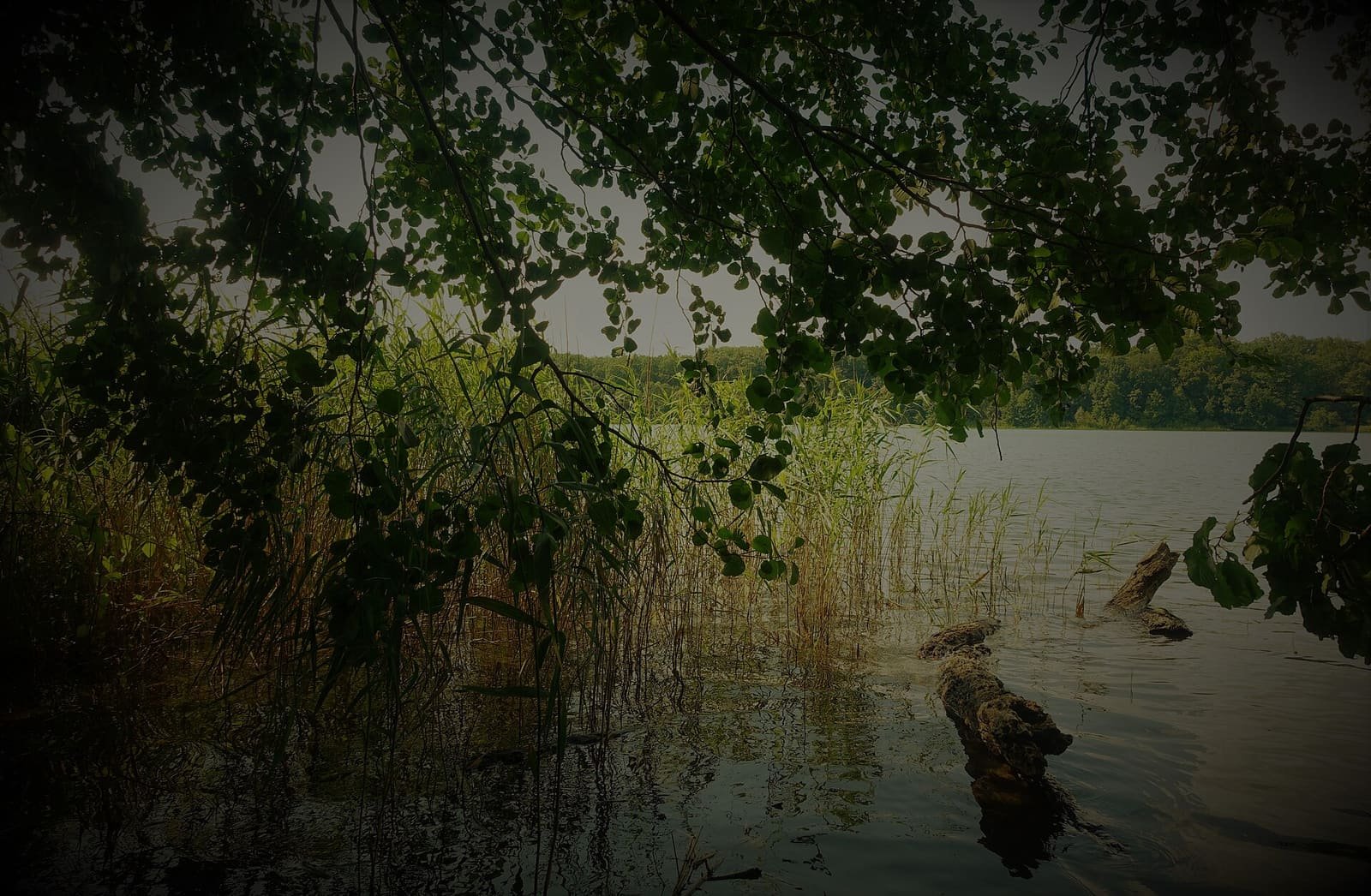 A calm lake surrounded by woodland under a summer sky.